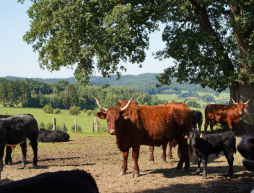 Handelaar-veehouder laat bedrijf aan zoon en vertrekt naar Wallonië