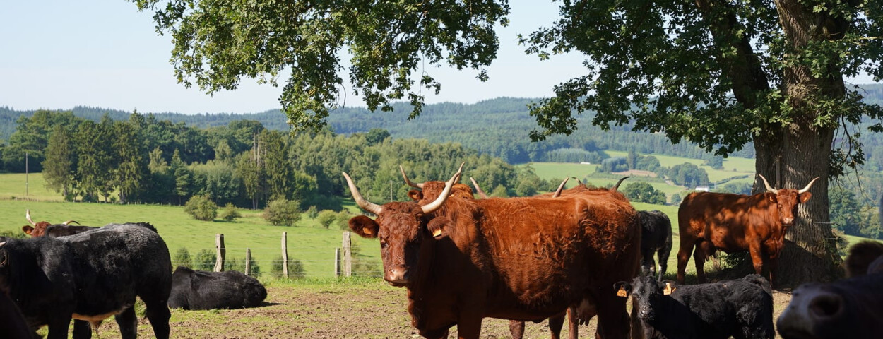 wallonie4