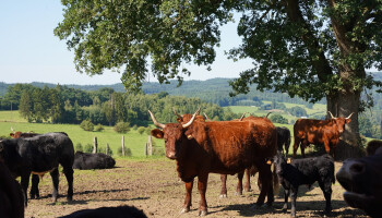 Handelaar-veehouder laat bedrijf aan zoon en vertrekt naar Wallonië