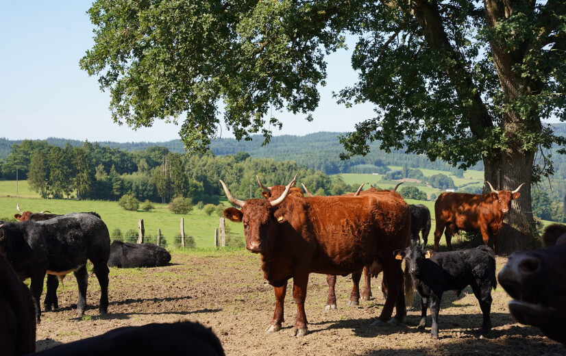 Handelaar-veehouder laat bedrijf aan zoon en vertrekt naar Wallonië