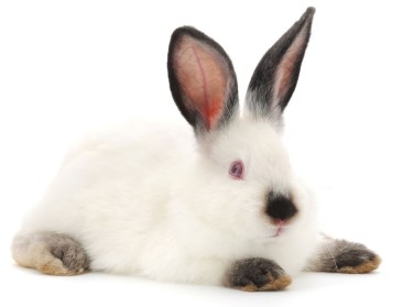 Eén derde van Vlaamse dierenartsen kampt met burn-out