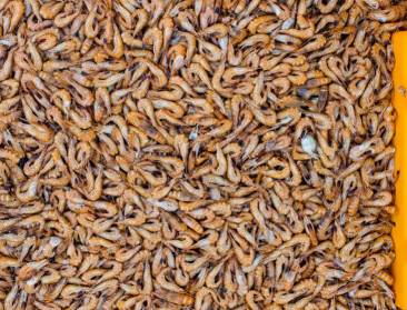 Garnalensector verwerft MSC-duurzaamheidslabel