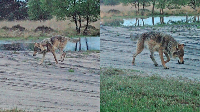maurice-de-nieuwe-wolf_INBO