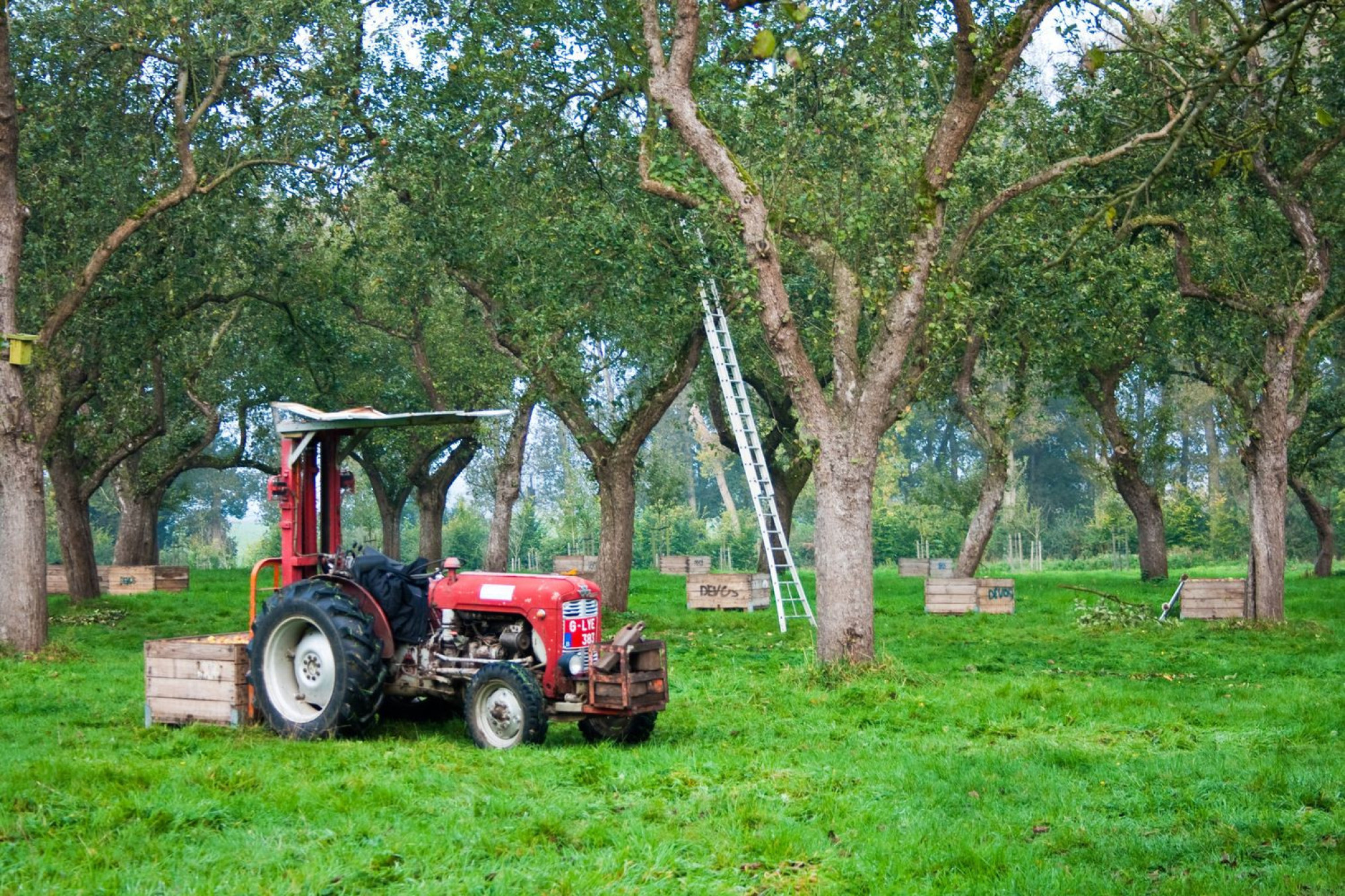 xlarge_Pajo1_harvest_fd4b4b927c