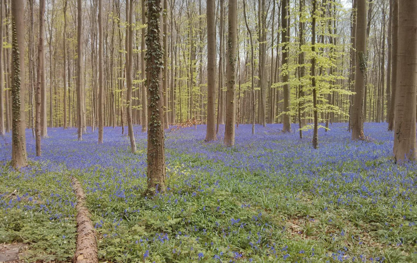 Boerenprotest bij inhuldiging Nationaal Park Brabantse Wouden: “Impact voor 200 bedrijven”