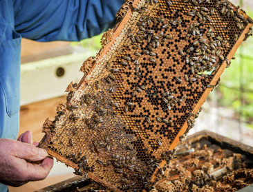 Limburgs selectienetwerk voor bijen versterkt imkerij