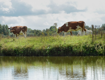 Mestrapport 2024: positieve waterkwaliteitscijfers dit jaar, maar amper verbetering afgelopen jaren