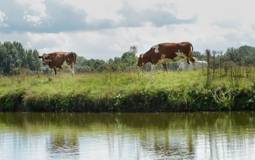 Mestrapport 2024: positieve waterkwaliteitscijfers dit jaar, maar amper verbetering afgelopen jaren