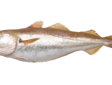 Wijting is Vis van het Jaar