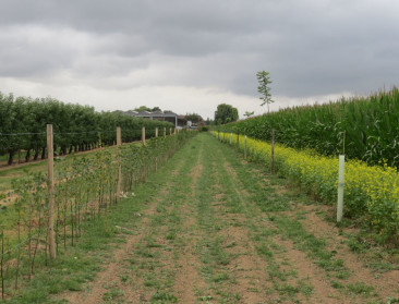 Agroforestry in Vlaanderen