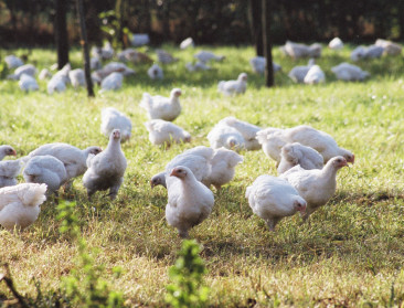 Vogelgriep: Verplichte ophokplicht voor pluimvee en vogels verdwijnt