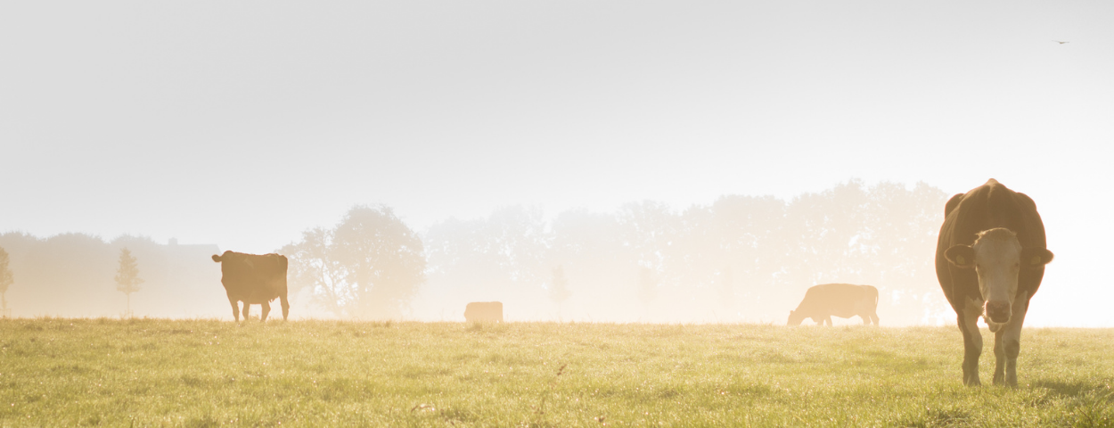 imago-stress-welbevinden-mist-1250