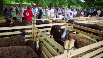 Agricultura schrapt veertigste editie wegens hitte: Welzijn van duizend dieren niet gegarandeerd