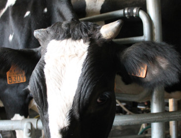 "Belangrijk correct te verdoven bij onthoornen"