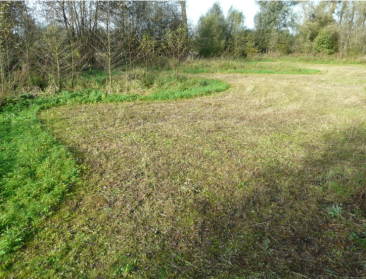 Sinusbeheer: meanderend maaien voor meer biodiversiteit