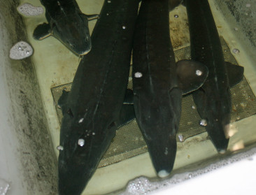 Aan steun geen gebrek voor ondernemers in aquacultuur