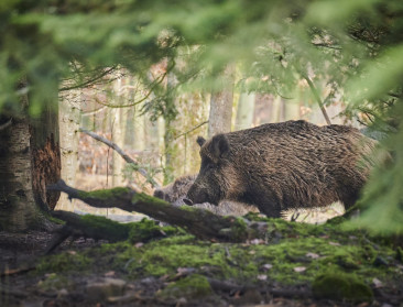 Zieke zwijnen brengen export Italiaanse parmaham in gevaar