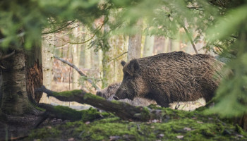 Zieke zwijnen brengen export Italiaanse parmaham in gevaar