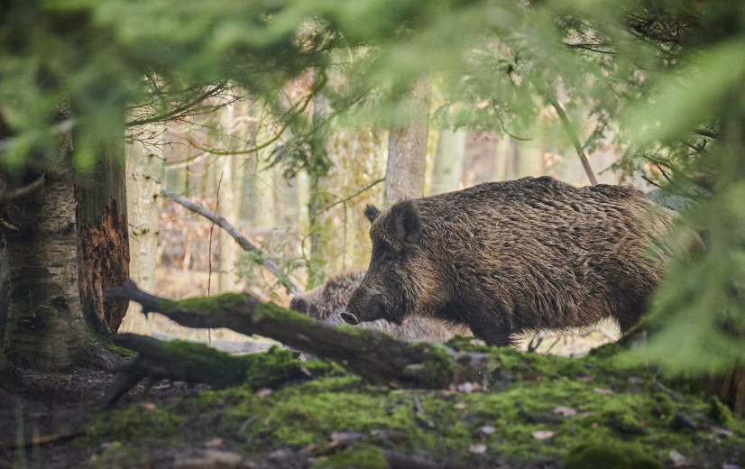 Zieke zwijnen brengen export Italiaanse parmaham in gevaar