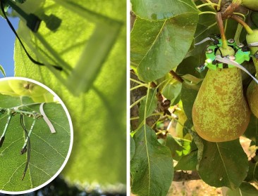 UGent print microklimaatsensor tegen schimmels in fruit
