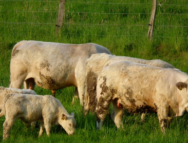 Charolais-rundvlees krijgt Europese herkomsterkenning