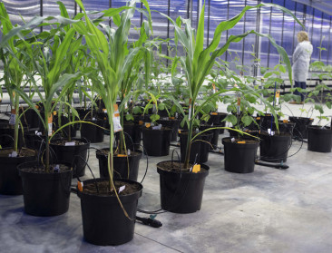 Agro-Incubator VIB: “Zelfde maisopbrengst bij 40 procent minder watergift”