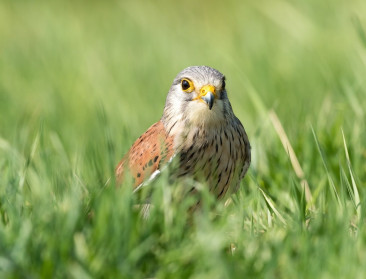 Weide- en akkervogels op historisch dieptepunt, broedvogels tonen licht herstel of blijven stabiel
