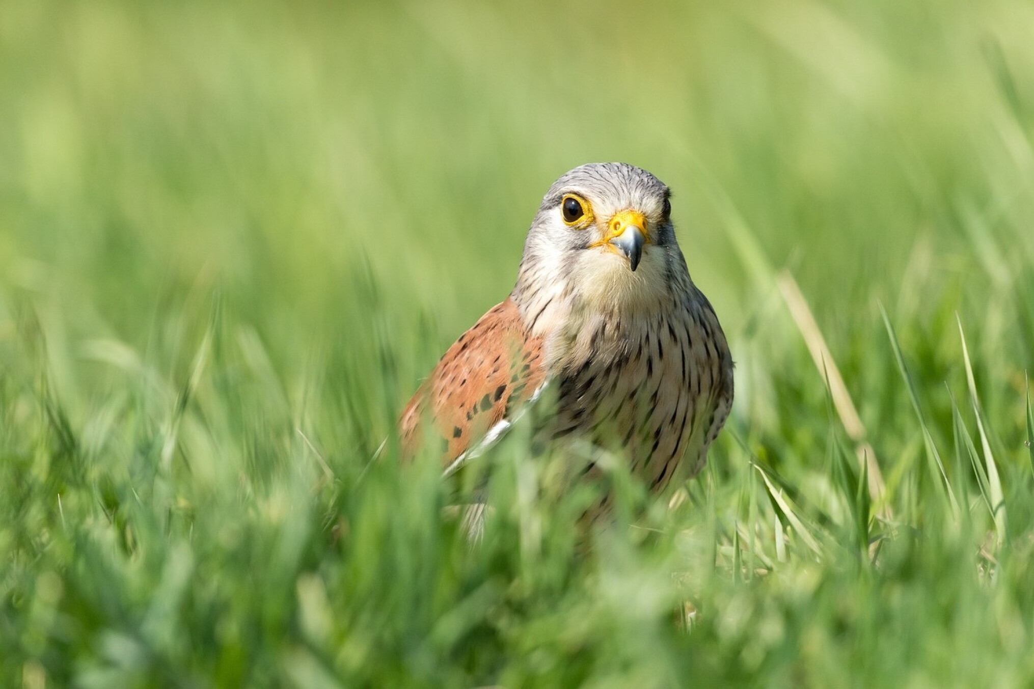 Weide- en akkervogels op historisch dieptepunt, broedvo