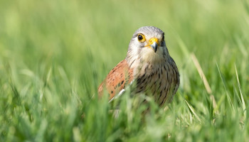 Weide- en akkervogels op historisch dieptepunt, broedvogels tonen licht herstel of blijven stabiel