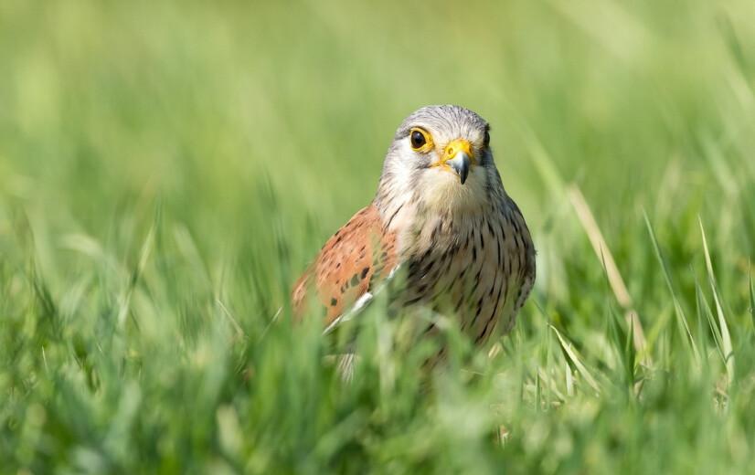 Weide- en akkervogels op historisch dieptepunt, broedvogels tonen licht herstel of blijven stabiel