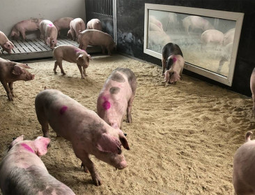 Kijkstal in Pittem wil negatieve beeldvorming omkeren