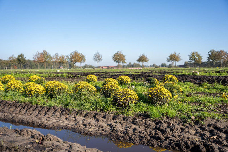 Nat voorjaar in chrysantenteelt