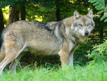 Vlaams-Brabant in ban van de wolf, maar vestiging onzeker