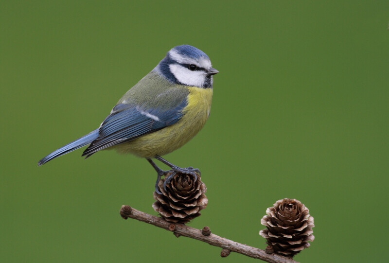 11948193753_74688b7434_k