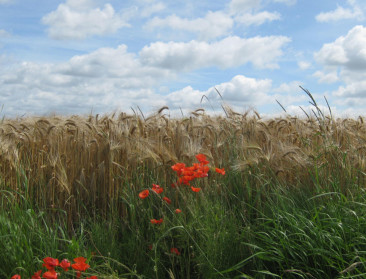 Grote graanstocks buiten de EU drukken de prijs 