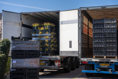 Siergras bij Botanisk op transport