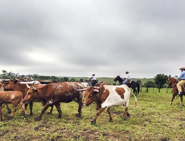 Binnenkort meer rundsvlees uit VS op ons bord