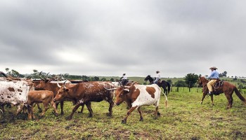 VS wil veestapel uitbreiden. “Huidige veestapel op laagste niveau in 75 jaar”
