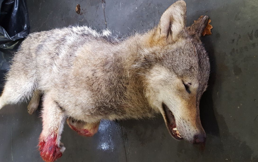 "Welkom Wolf" dreigt met rechtszaak voor betere bescherming Limburgse wolven