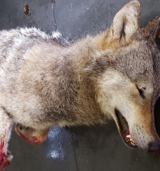 "Welkom Wolf" dreigt met rechtszaak voor betere bescherming Limburgse wolven
