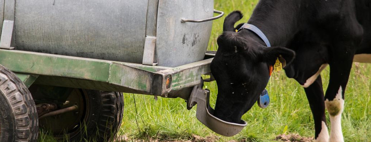 koeweidehittestresswarmtewaterdrinken-1280