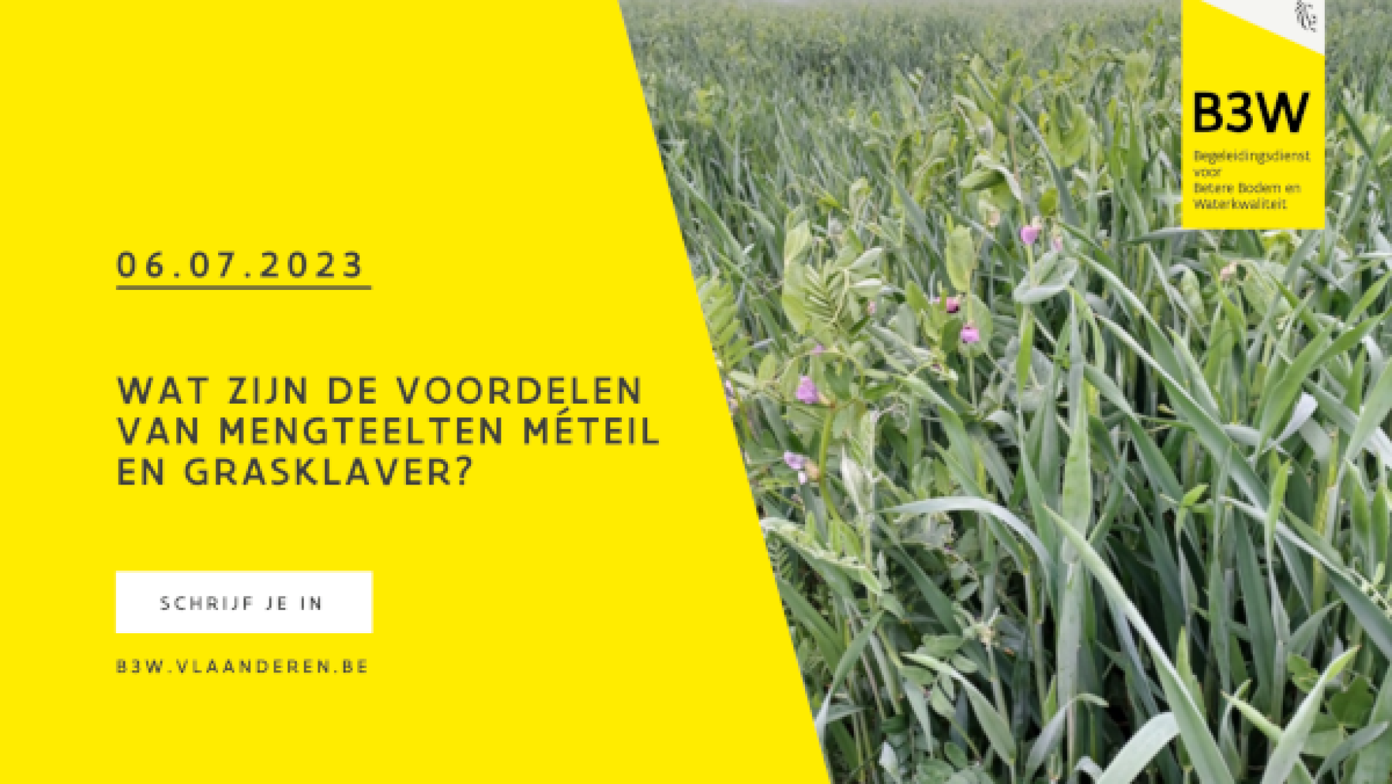 Thematisch uitwisselingsmoment: Wat zijn de voordelen van mengteelten méteil en grasklaver?