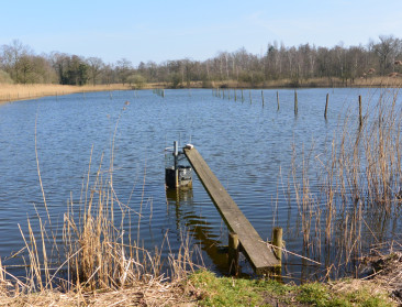 Boomkikkers krijgen alle kansen in Dauteweyers