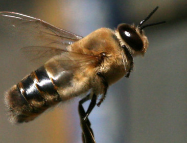 "Neonicotinoïden doen vruchtbaarheid dar dalen"
