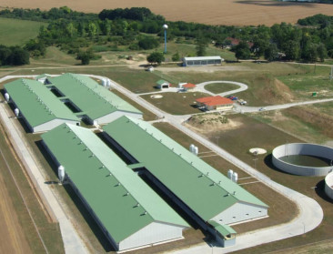 AVP-virus verplicht Bulgaarse varkensboeren tot ruimen