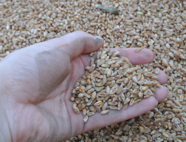 Fegra waarschuwt voor CIPC-overschrijding bij graan
