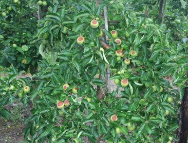 Juli-hitte veroorzaakte zonnebrand in appelplantages