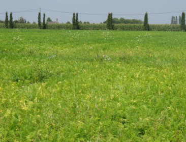 Meer fungiciden maar minder herbiciden verkocht in 2016