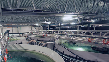 Vlaanderen pompt één miljoen euro in onderzoek naar duurzame aquacultuur