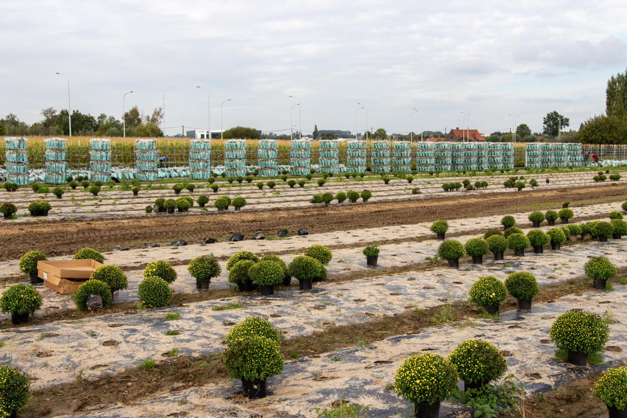 Chrysantenteelt Vlaanderen